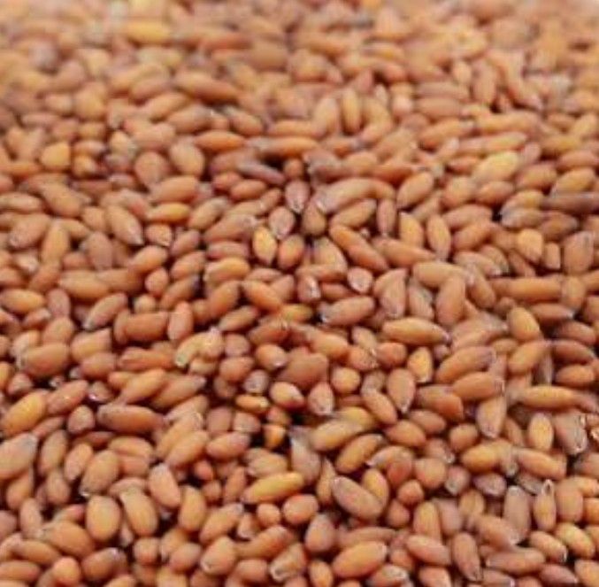 Halim seed