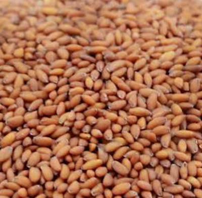 Halim seed