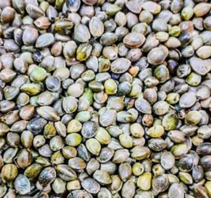 Hemp seeds 